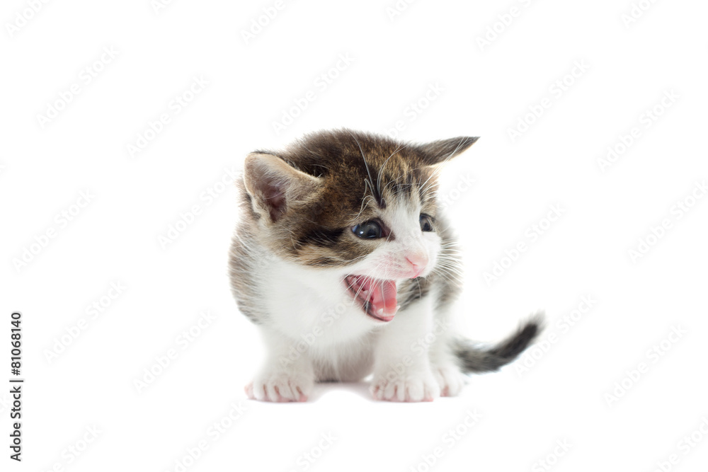 kitten meowing