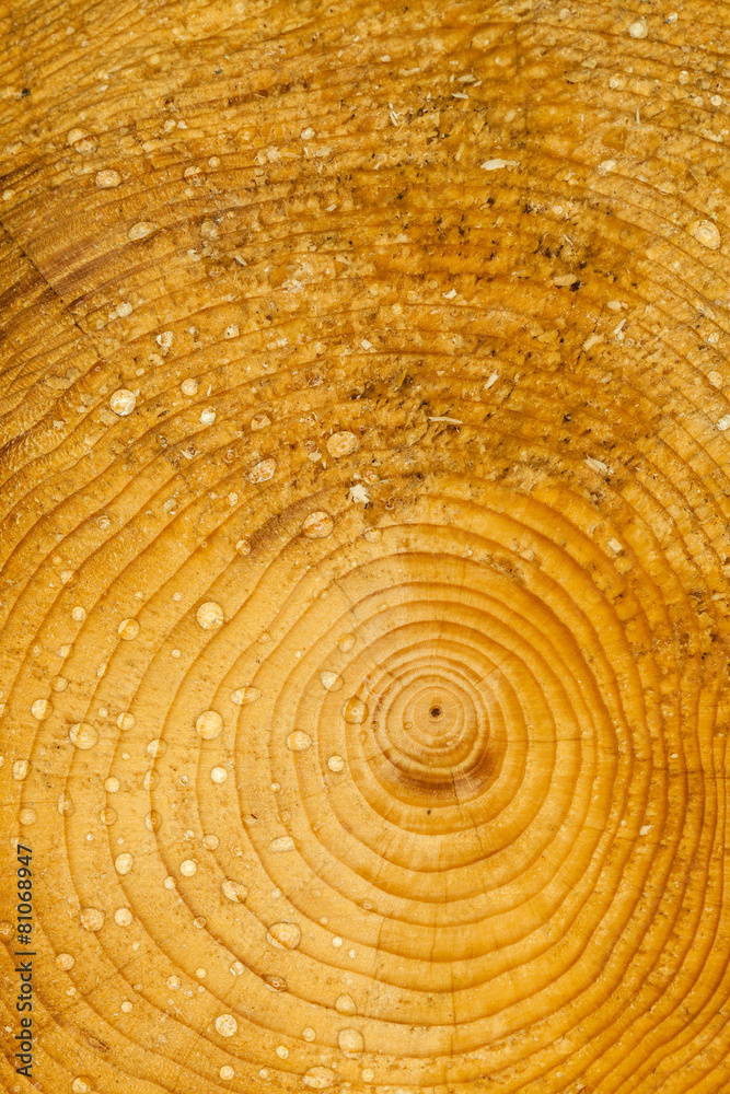 Naklejka premium Baumstamm