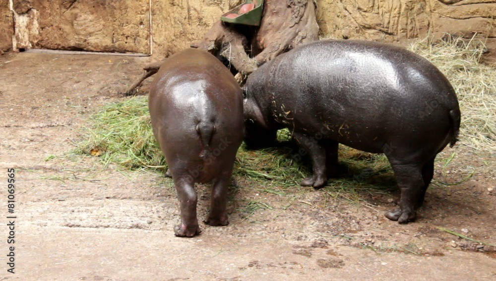 Pygmy hippopotamus have dinner at Zoo Pygmy hippopotamus have dinner at Zoo