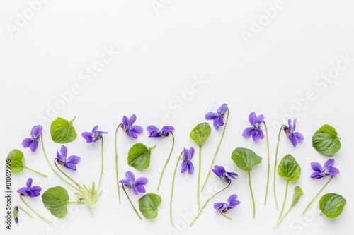 viola flowers on art canvas photo