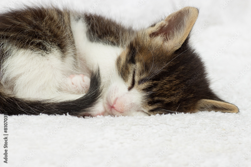 Obraz premium kitten sleeping