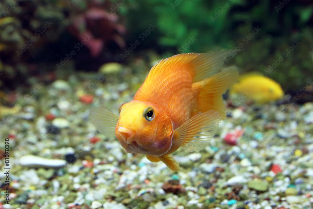 Yellow fish of Cichlasoma parrot Yellow fish of Cichlasoma parrot