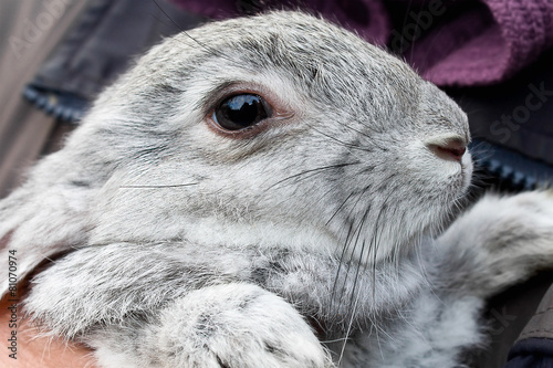 gray bunny closeup in the hands of man