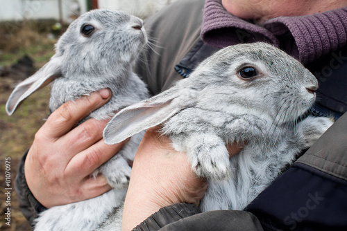 two gray rabbit closeup in the hands of man