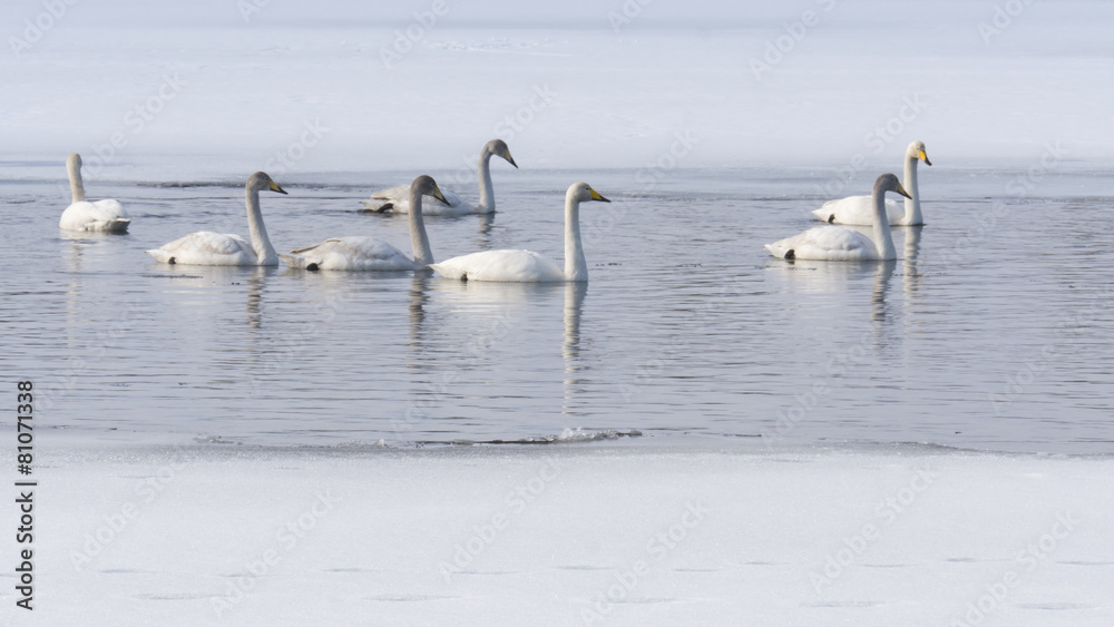 swans in lake in Norrbotten