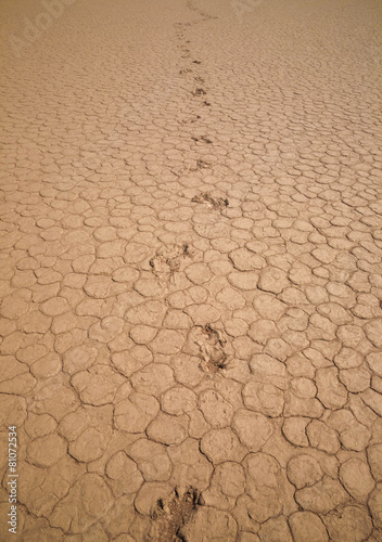 Desert texture
