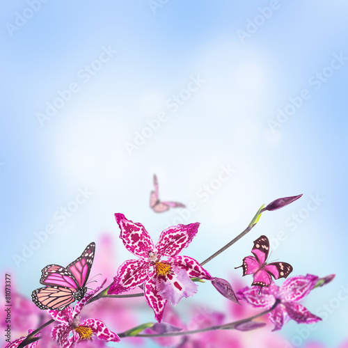 Floral background of tropical orchids, butterfly