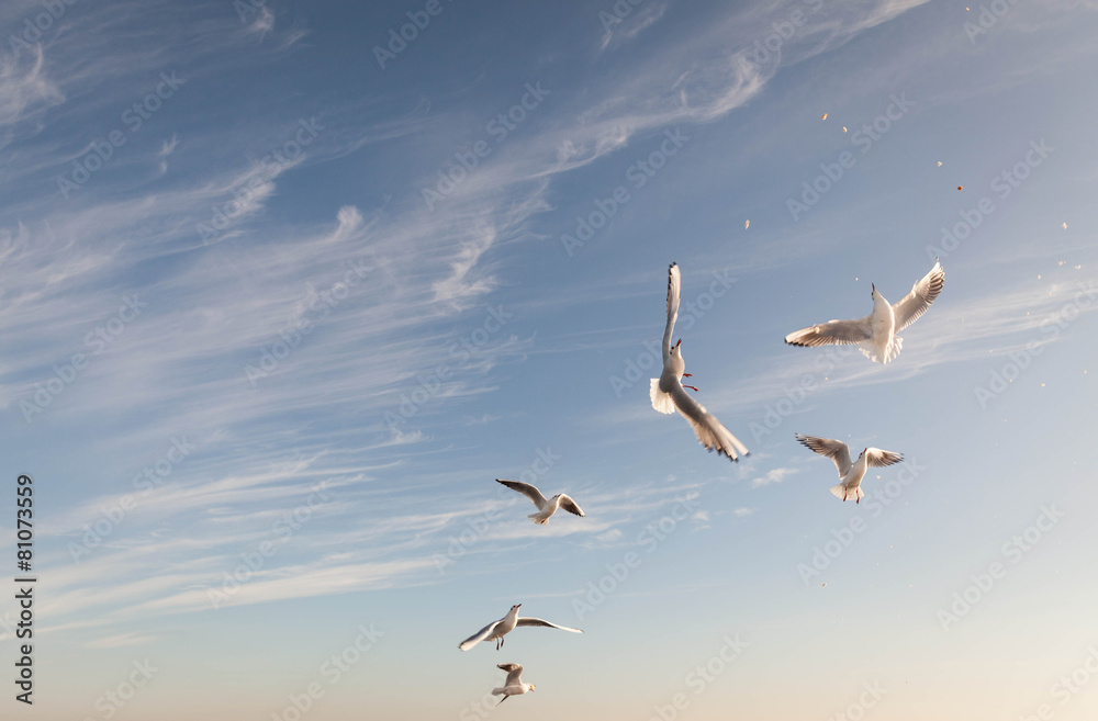 Obraz premium seagull flying over the Black sea