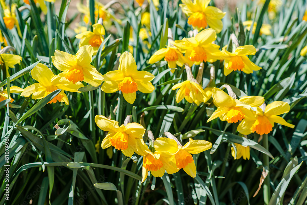Fototapeta premium yellow daffodils in spring.