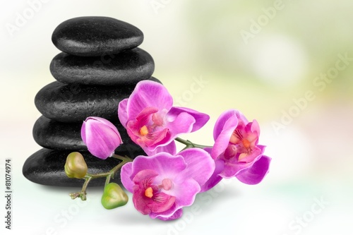 Orchid. Pink Orchid and Lava Stones