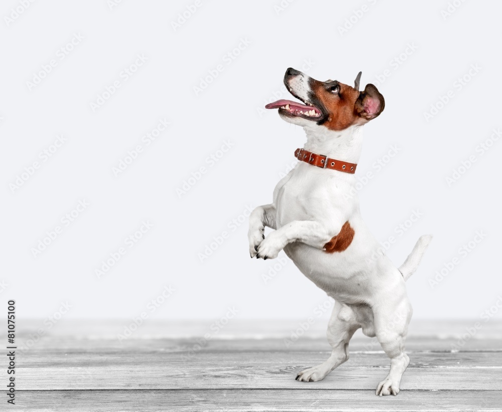 Wunschmotiv: Dog. Dog listening with big ear #81075100