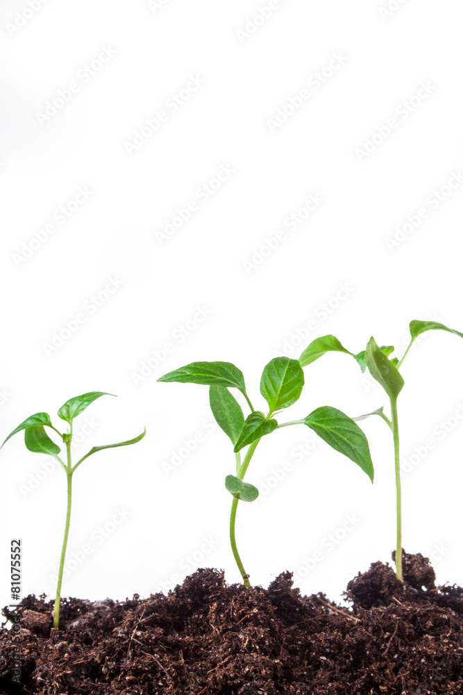 small plant peppers on an isolated white background