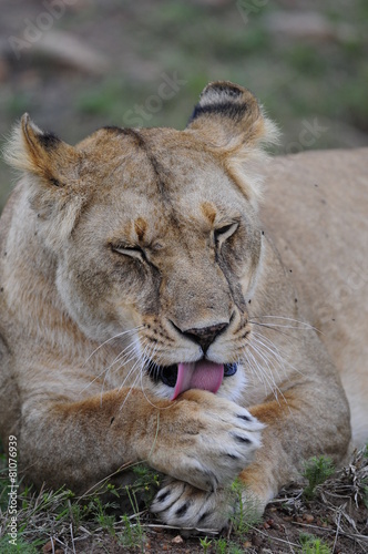 Lioness  Panthera leo   Masai Mara  Kenya