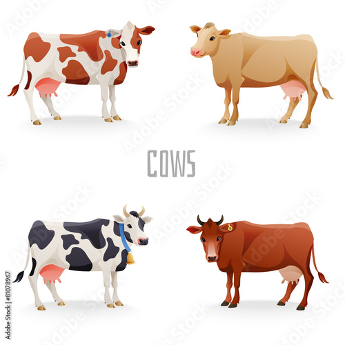 Different cows