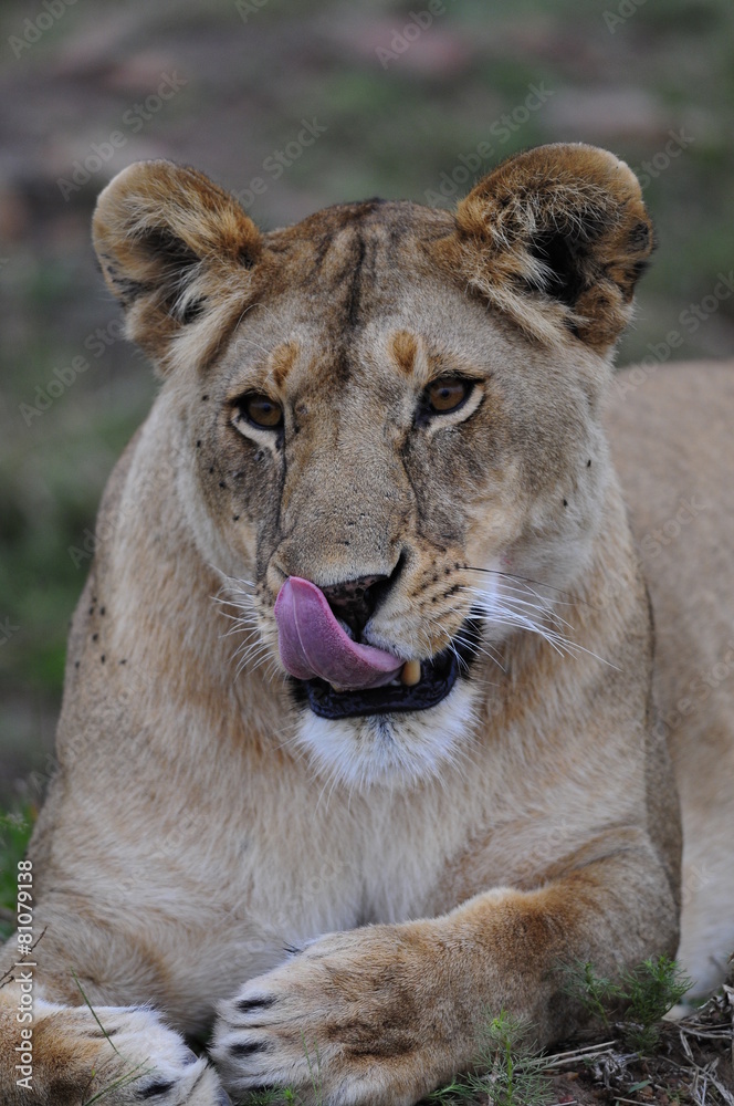 Fototapeta premium Lioness (Panthera leo), Masai Mara, Kenya