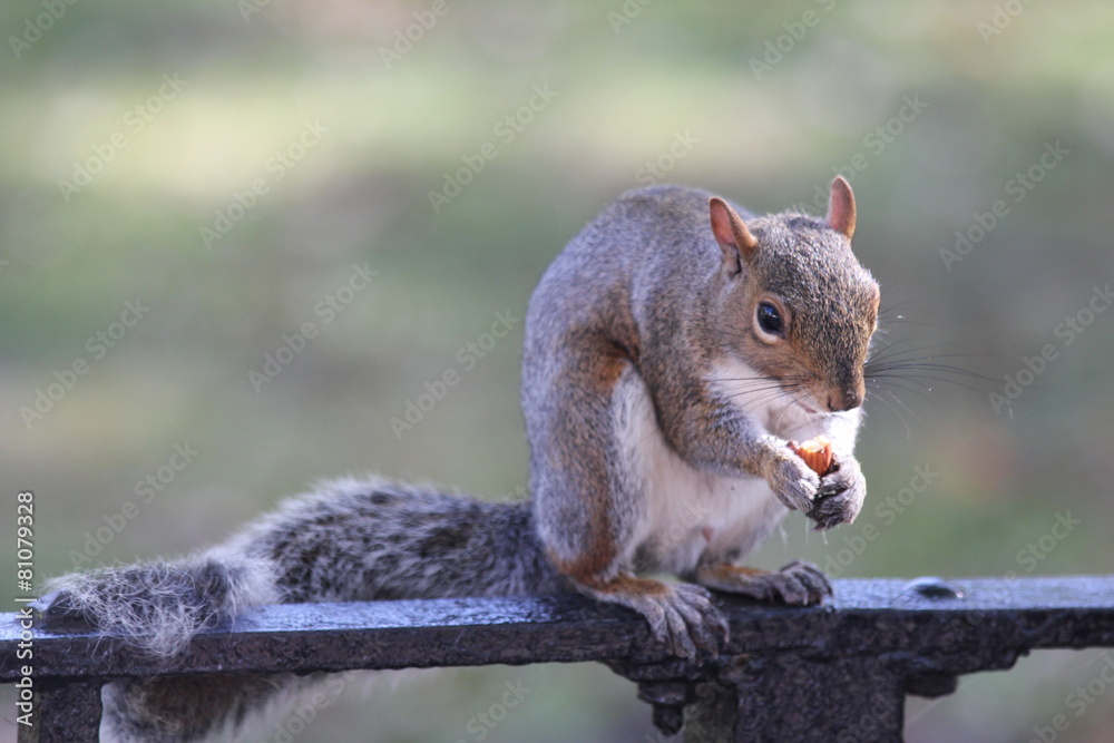 Obraz premium small squirrel on fence