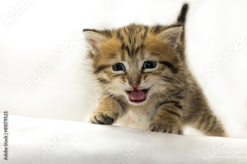 Image of adorable kitten crying at camera
