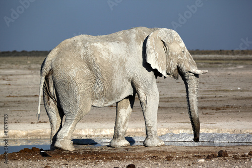 Elephants in the evening ligh photo