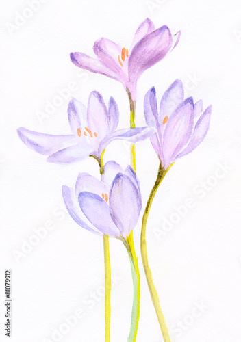 watercolor painting of a bouquet of a purple crocuses