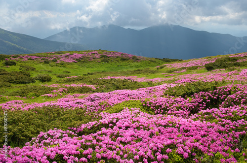 Fototapeta Naklejka Na Ścianę i Meble -  Fields of flowers in the mountains