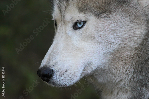 Portrait d un loup sauvage aux yeux bleus