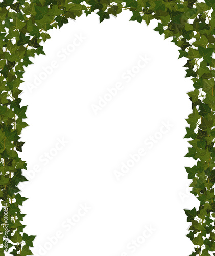 arch of climbing plant vines