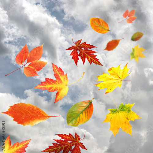 Autumn leaves on sky background