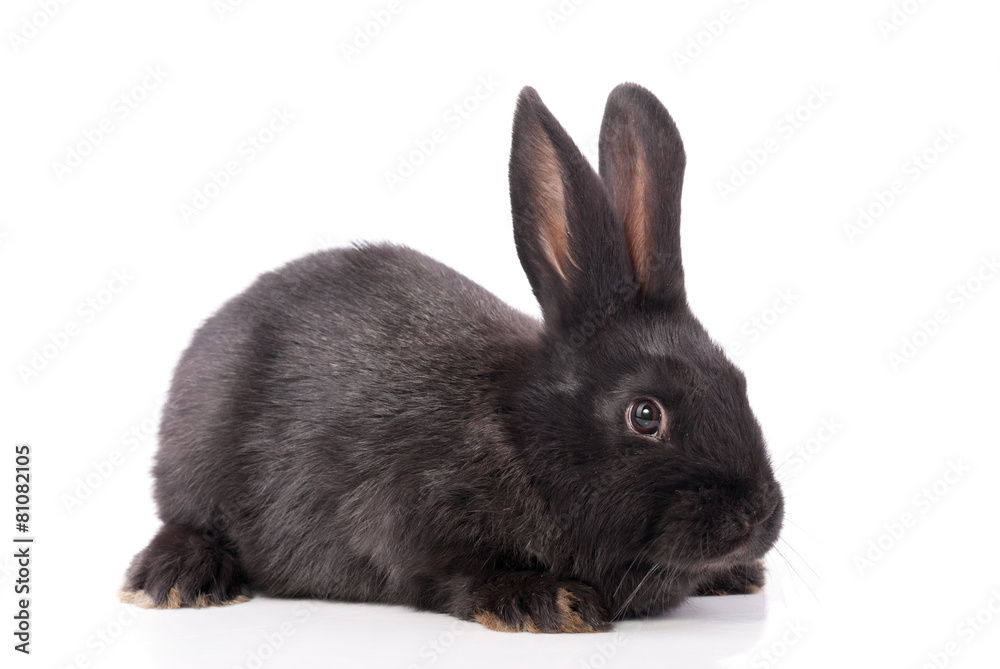 Black rabbit on a white background. Black rabbit on a white background.