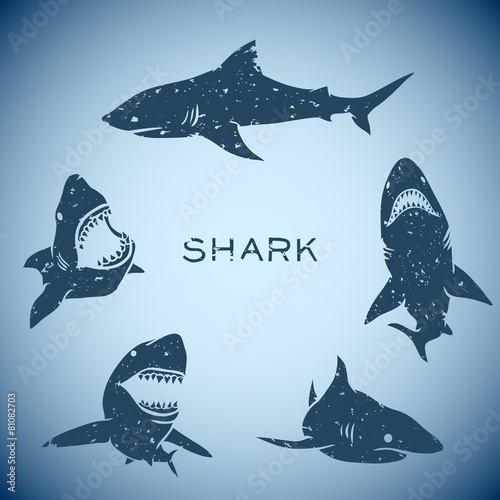 Shark concept