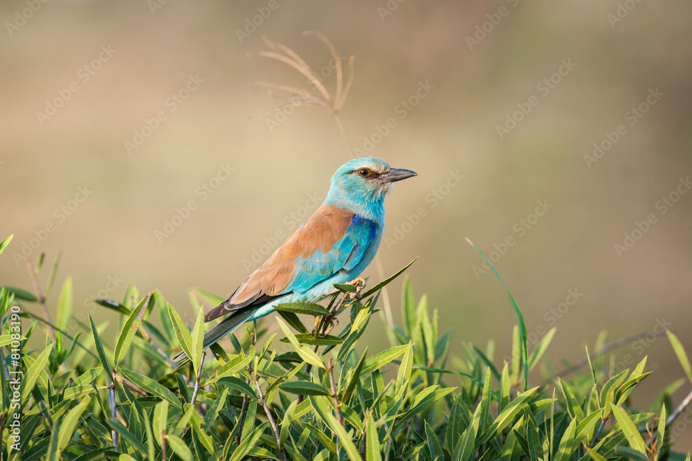 birds in the Masai Mara