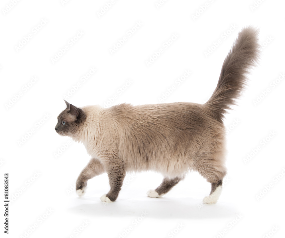 Regdoll cat walking isolated Regdoll cat walking isolated