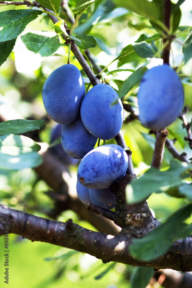 Plums in Orchard Plums in Orchard