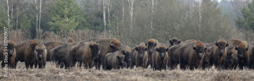European Bison herd in snowless winter time against pine trees in morning