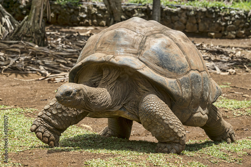 Mauritius-Schildkröte-25952