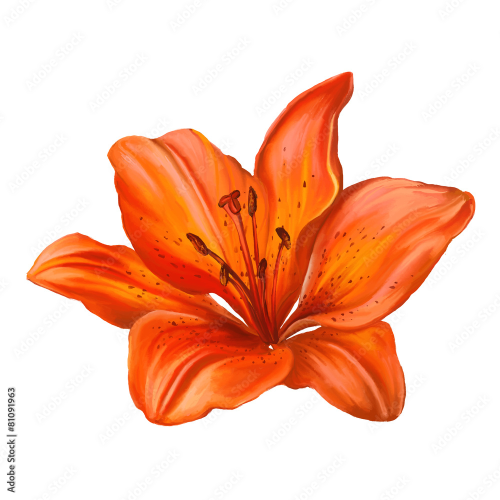 lily vector illustration  hand drawn  painted watercolor