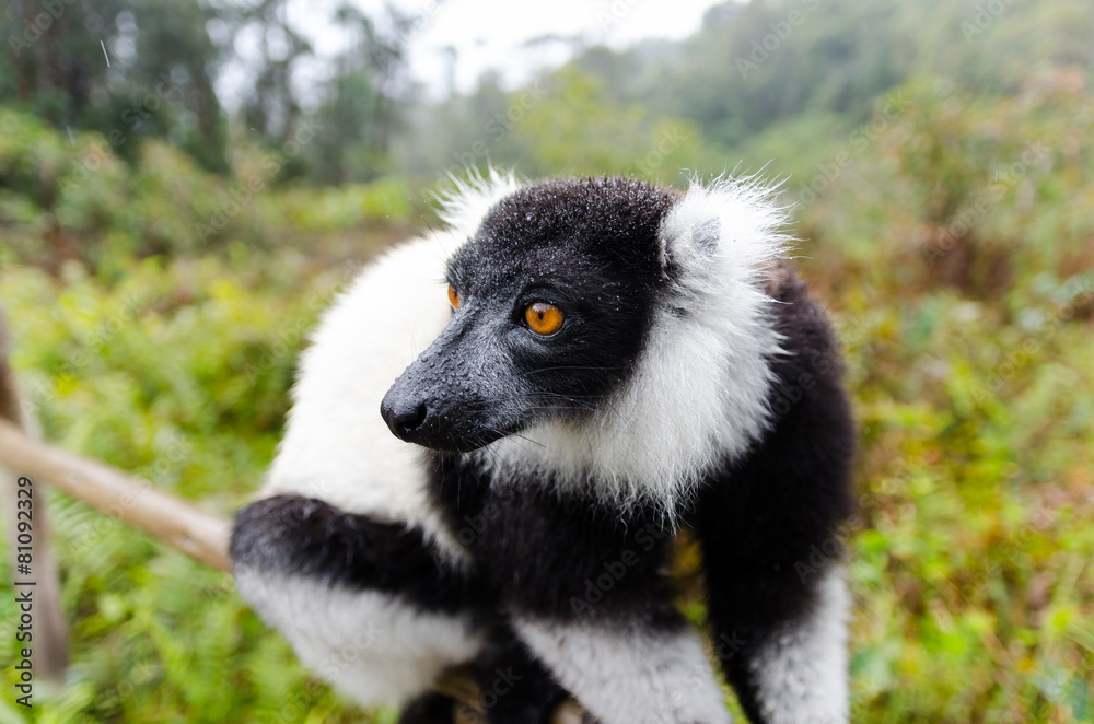 Obraz premium Black and White Ruffed Lemur in Andasibe Park Madagascar