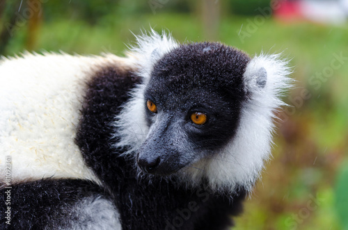 Black and White Ruffed Lemur in Andasibe Park Madagascar photo