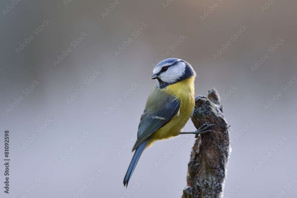 Obraz premium Blue tit