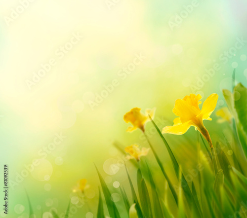 Fototapeta Naklejka Na Ścianę i Meble -  Daffodil spring background