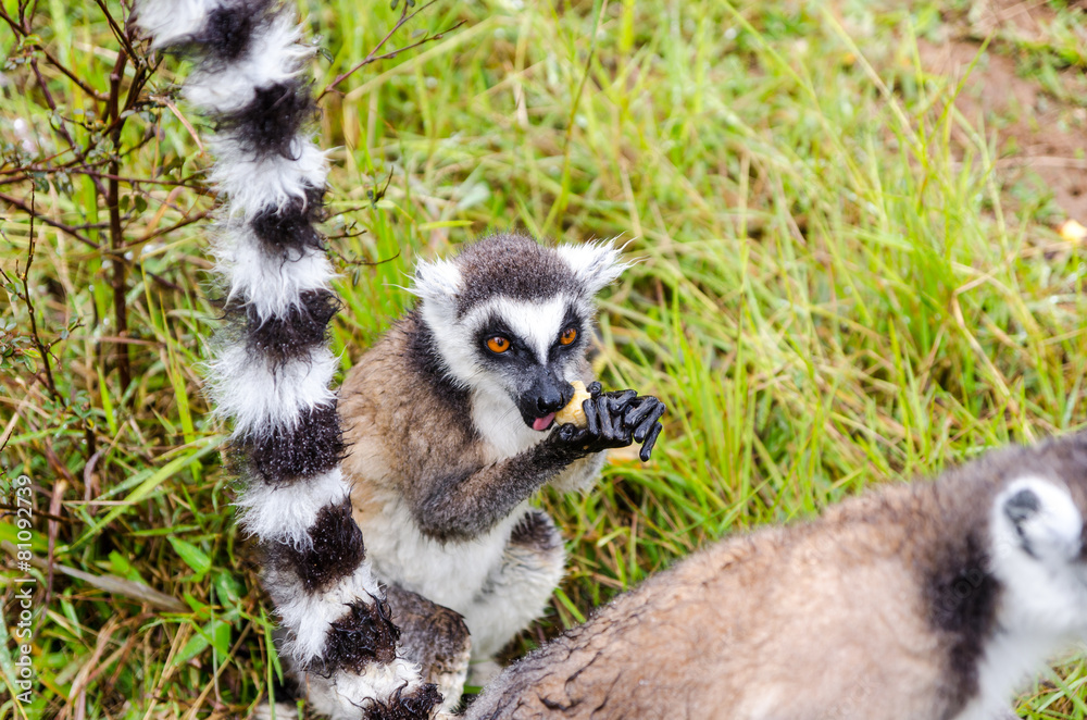 Fototapeta premium Ring tailed lemur in Andasibe Park Madagascar