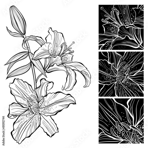 Fototapeta Naklejka Na Ścianę i Meble -  Lily. Black and white vector illustration. Can be greeting card