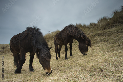 Horse - Equus ferns caballus