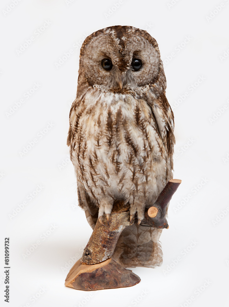 Fototapeta premium the owl