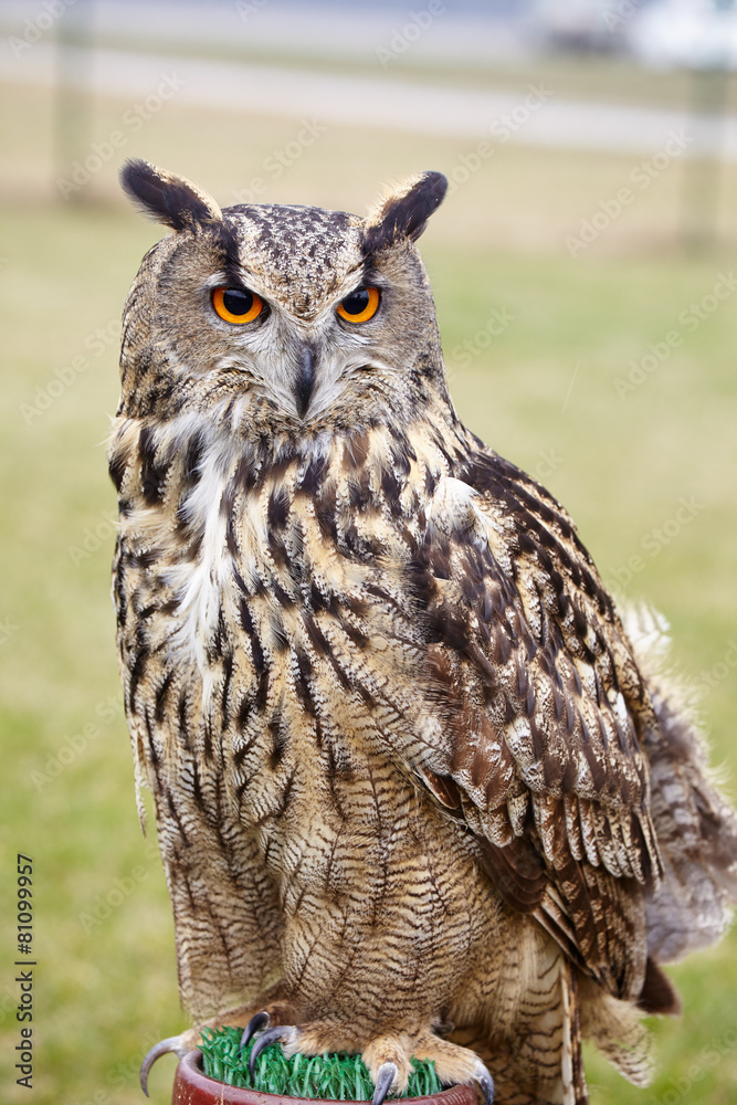 Eagle Owl/An eagle owl