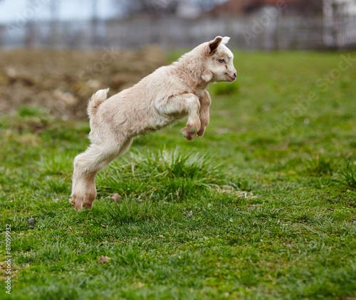 Baby goat jumping