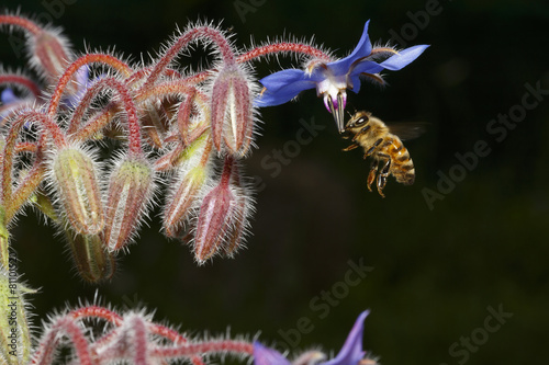 Borage flowers with bee
