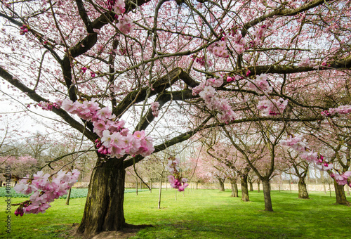 Blütenwunder: Park mit Japanischen Kirschblüten :)