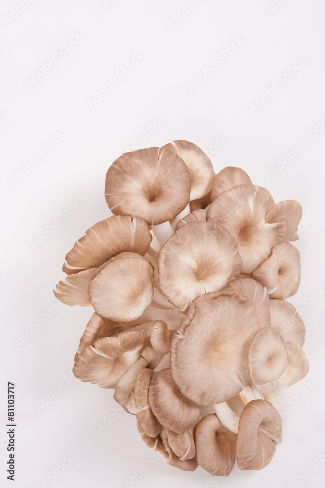 oyster mushroom on white paper background oyster mushroom on white paper background