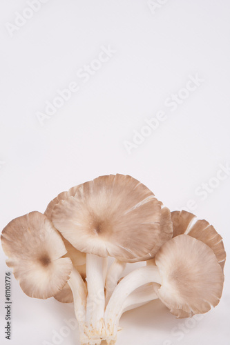 oyster mushroom on white paper background