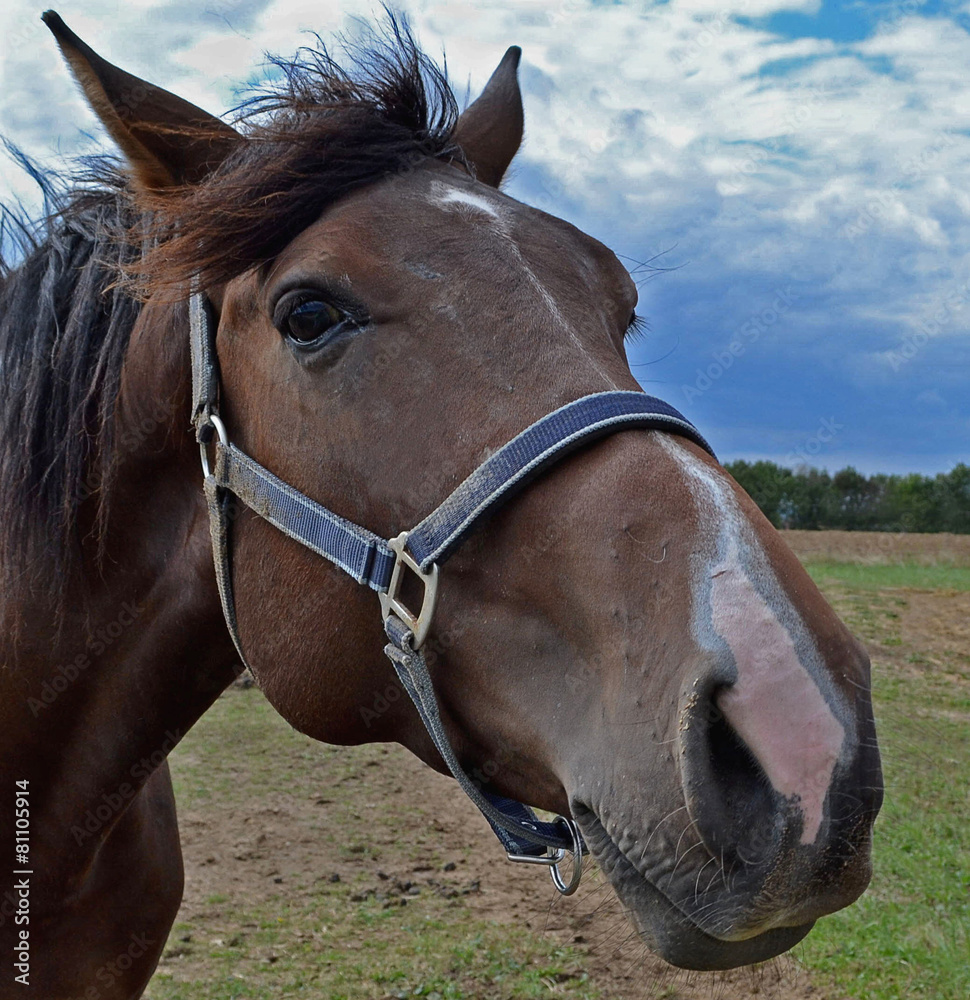 A closeup portrait of a brown horse